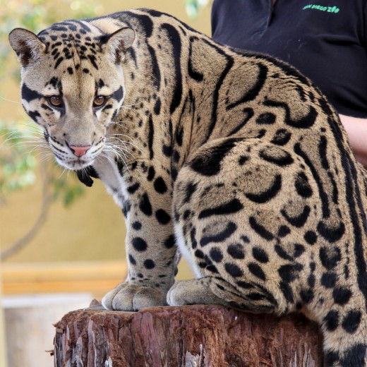San Diego Zoo Leopard 3